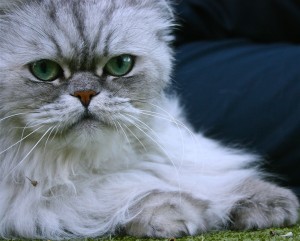 Kristin's cat