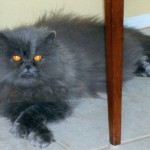 pookie before
